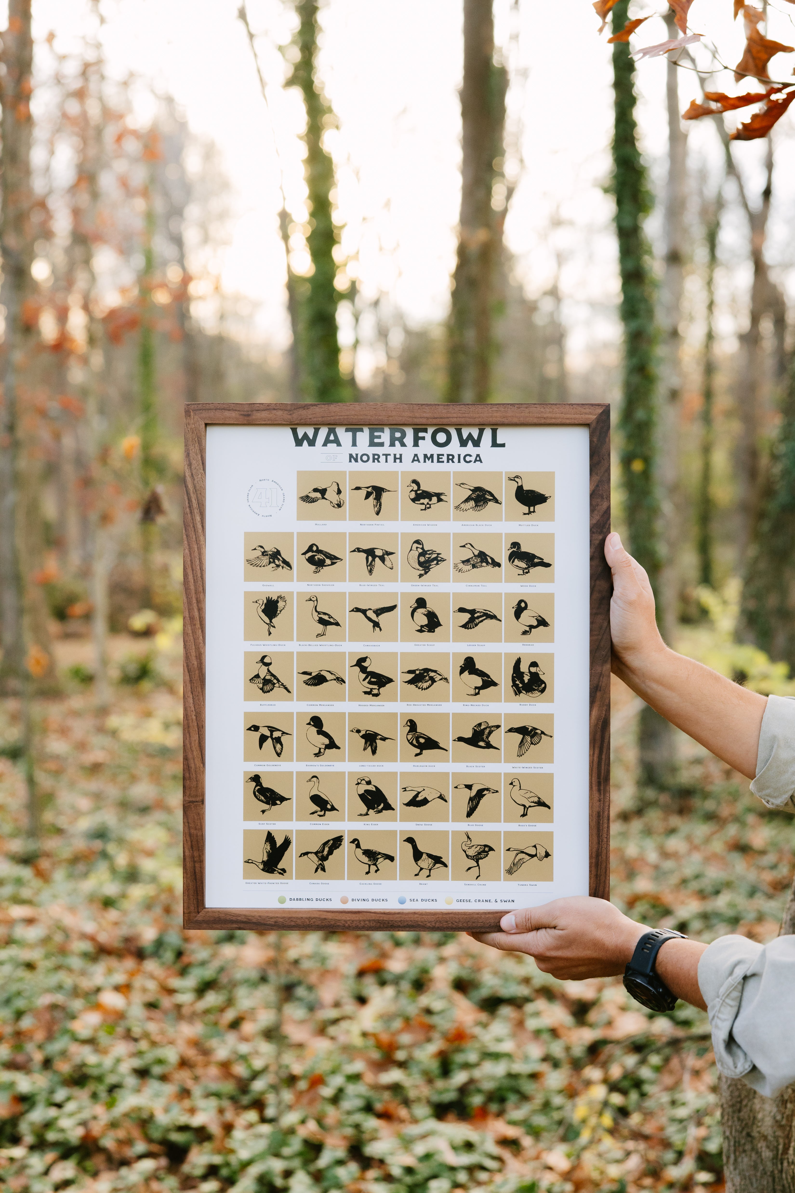 Framed North American Waterfowl scratch-off print held outdoors in a wooded area, showing the full grid of waterfowl species.