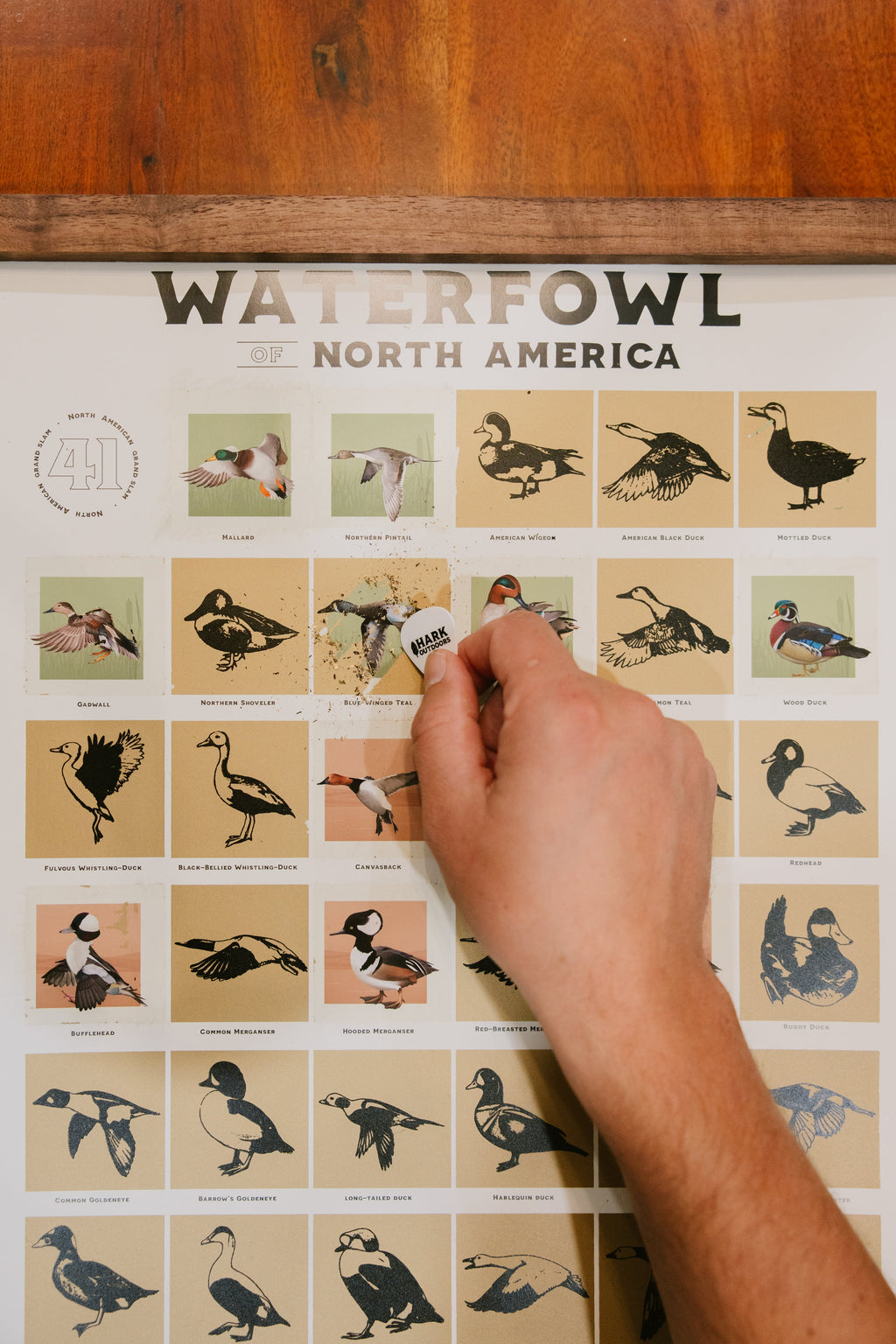 Hand scratching off a species on the bottom section of the North American Waterfowl scratch-off hunting print on a wooden table.