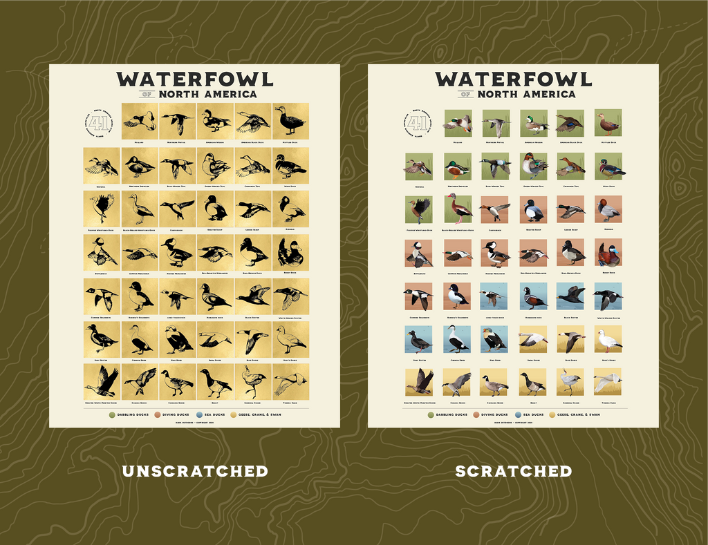 Comparison of the North American Waterfowl scratch-off print showing unscratched and scratched versions of each bird species.