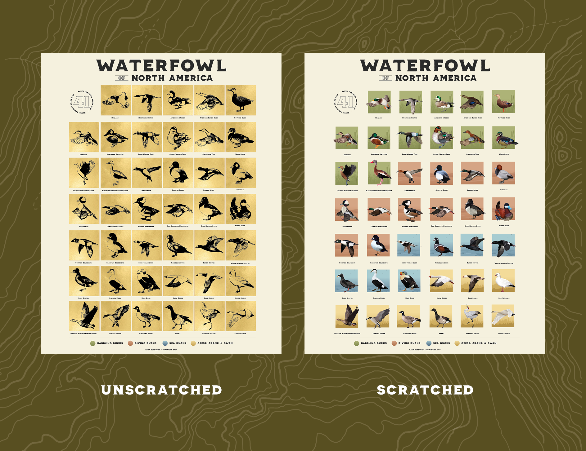 Comparison of the North American Waterfowl scratch-off print showing unscratched and scratched versions of each bird species.